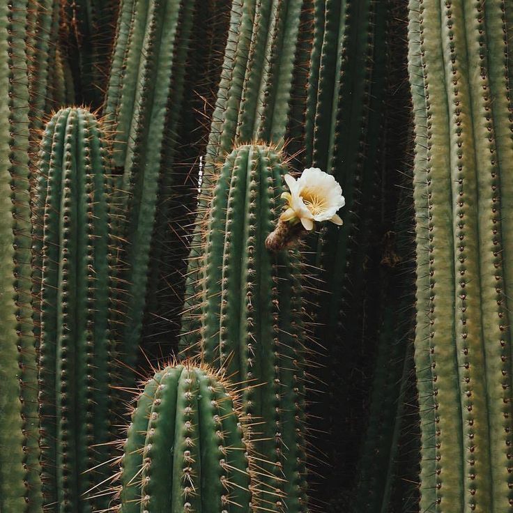 Cactus